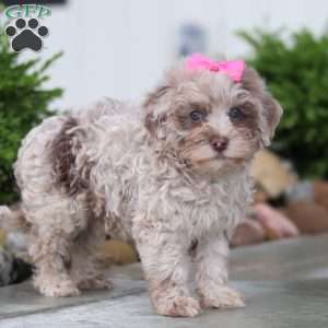 Sugar, Havapoo Puppy